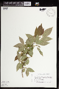 Ilex verticillata image