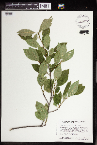 Ilex verticillata image
