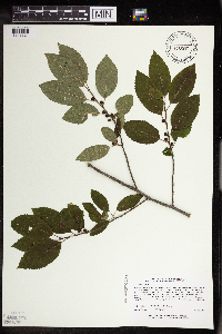 Ilex verticillata image