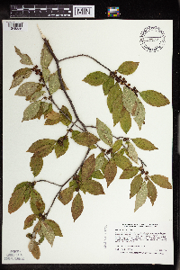 Ilex verticillata image
