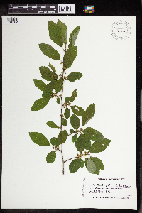 Ilex verticillata image