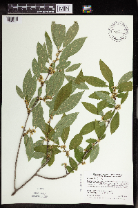 Ilex verticillata image