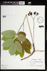 Aralia nudicaulis image