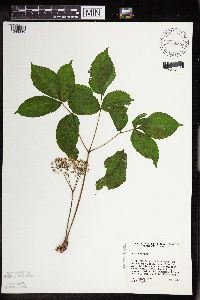 Aralia nudicaulis image
