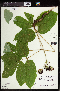 Aralia nudicaulis image