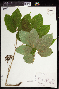 Aralia nudicaulis image