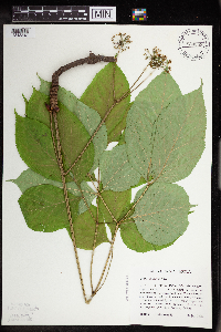 Aralia nudicaulis image