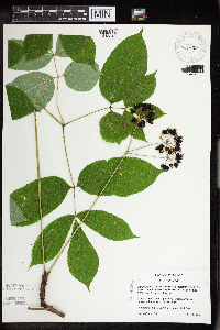 Aralia nudicaulis image