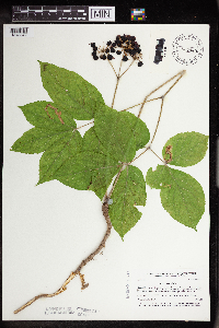 Aralia nudicaulis image