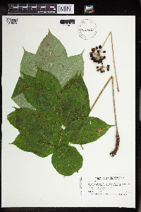 Aralia nudicaulis image