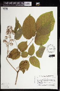 Aralia nudicaulis image