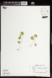 Chrysosplenium americanum image