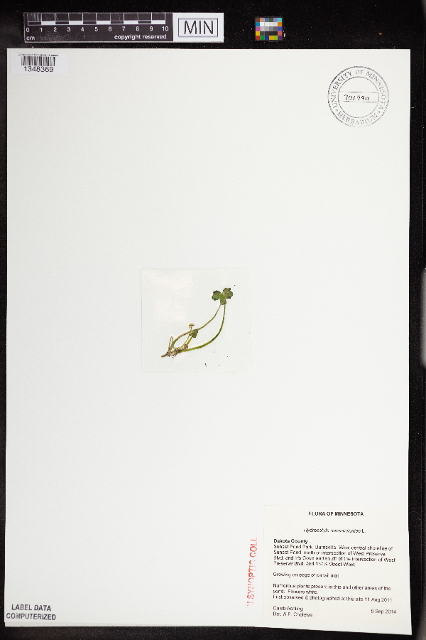 Hydrocotyle ranunculoides image