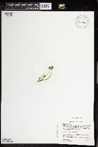 Media resource of Hydrocotyle ranunculoides