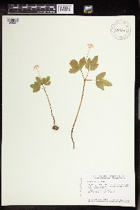 Panax trifolius image