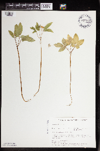 Panax trifolius image