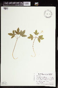 Panax trifolius image