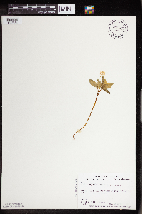 Panax trifolius image