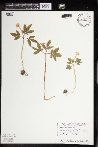 Panax trifolius image