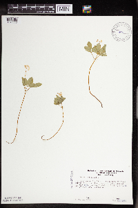 Panax trifolius image