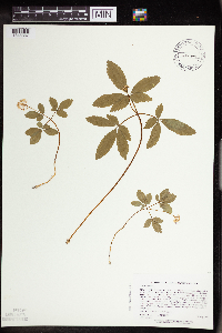 Panax trifolius image