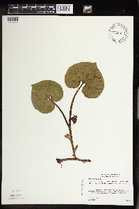 Asarum canadense image