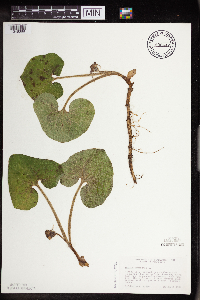 Asarum canadense image