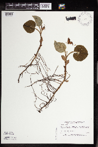 Asarum canadense image