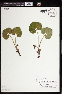 Asarum canadense image