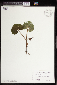 Asarum canadense image