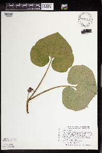 Asarum canadense image