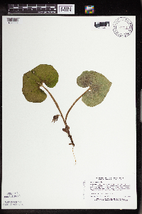 Asarum canadense image