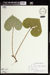 Asarum canadense image