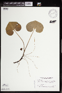 Asarum canadense image