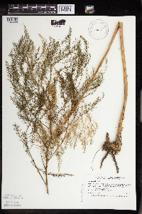 Asparagus officinalis image
