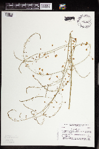 Asparagus officinalis image