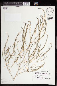 Asparagus officinalis image