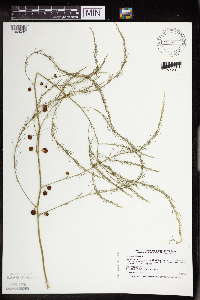 Asparagus officinalis image