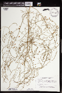 Asparagus officinalis image
