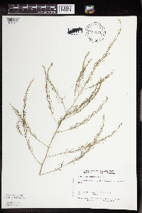 Asparagus officinalis image