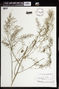 Asparagus officinalis image