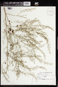 Asparagus officinalis image