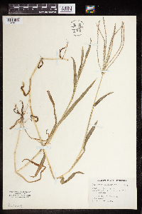 Digitaria sanguinalis image
