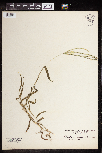 Digitaria sanguinalis image