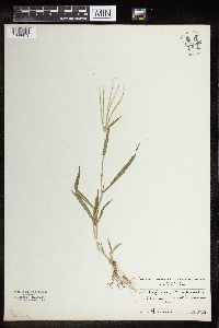 Digitaria sanguinalis image