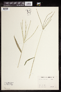 Digitaria sanguinalis image