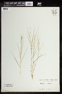 Distichlis spicata image