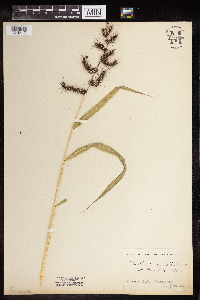 Echinochloa muricata var. muricata image
