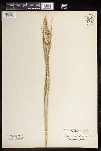 Echinochloa muricata image