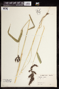 Echinochloa muricata var. muricata image